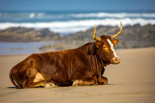 Calm and content bull, the other name for Taurus