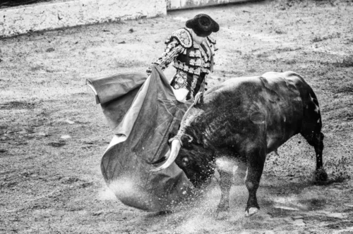 Taurus attacking a matador