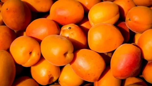Apricots