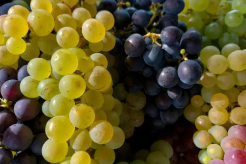 Grapes